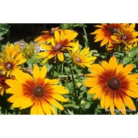 Butterfly Rudbeckia: Cappucino by Renee's Garden